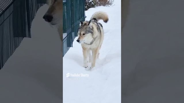 27.02.23. Масе скоро 6 лет🐺🤩