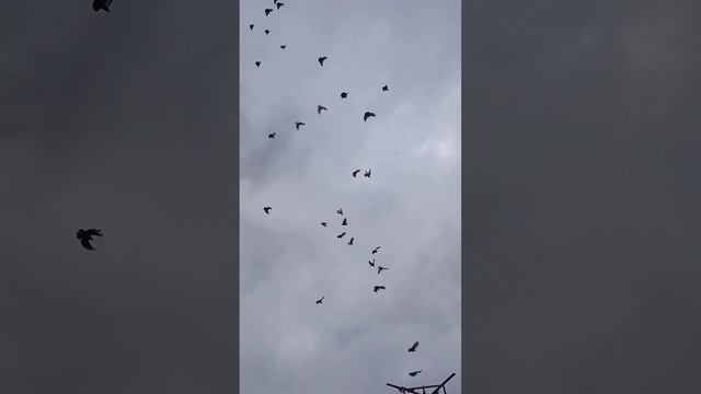 голуби простолëты.