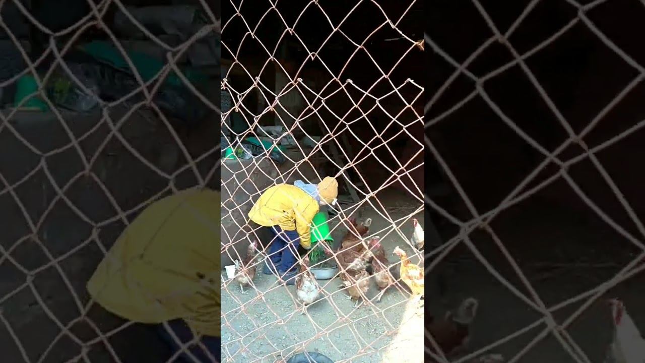 ФеСтИвАлЬ cHiCkEn