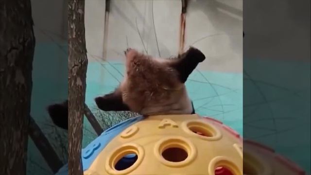 Приветик, обычный день панды