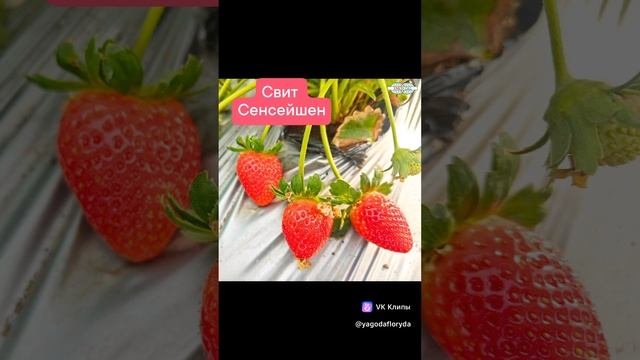 Принимаю заказы клубника Свит Сенсейшен