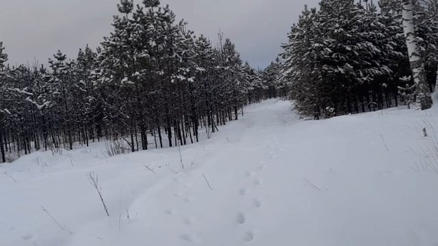 лесная прогулка с лосями