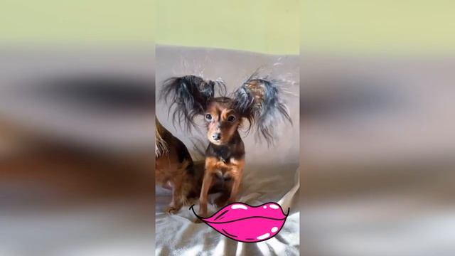 УЛЫБКА😉 ОТ ЭТОГО ВИДЕО  ОБЯЗАТЕЛЬНО ПОЯВИТСЯ НА ВАШЕМ ЛИЦЕ😁