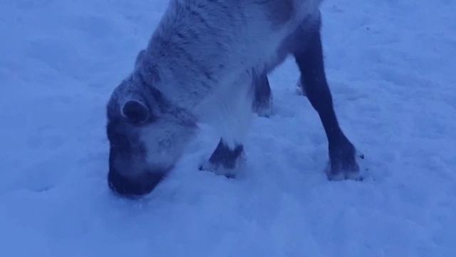 Приключения в тундре НАО (Нарьян-Мар)