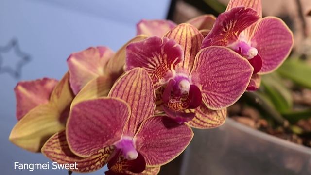 Мои цветущие орхидеи с названиями (январь 2025)