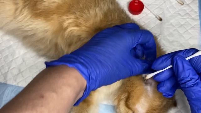 Моментальное лечение ушного клеща! Избавьте животное от зуда надолго.