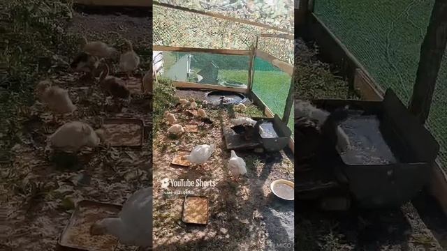 Купаются