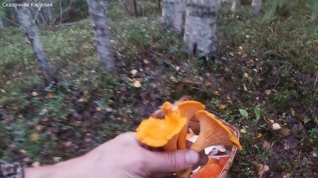 Грибы корзинами - Кто рано встаёт - все грибы соберёт ! Тихая охота удалась - Грибы 2020