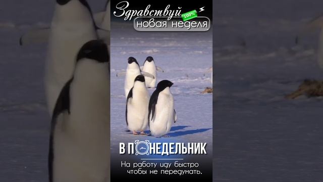 смотрите это видео только в понедельник