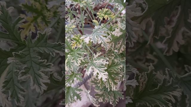Душистая пеларгония Lady Plymouth💓Роза+ментол