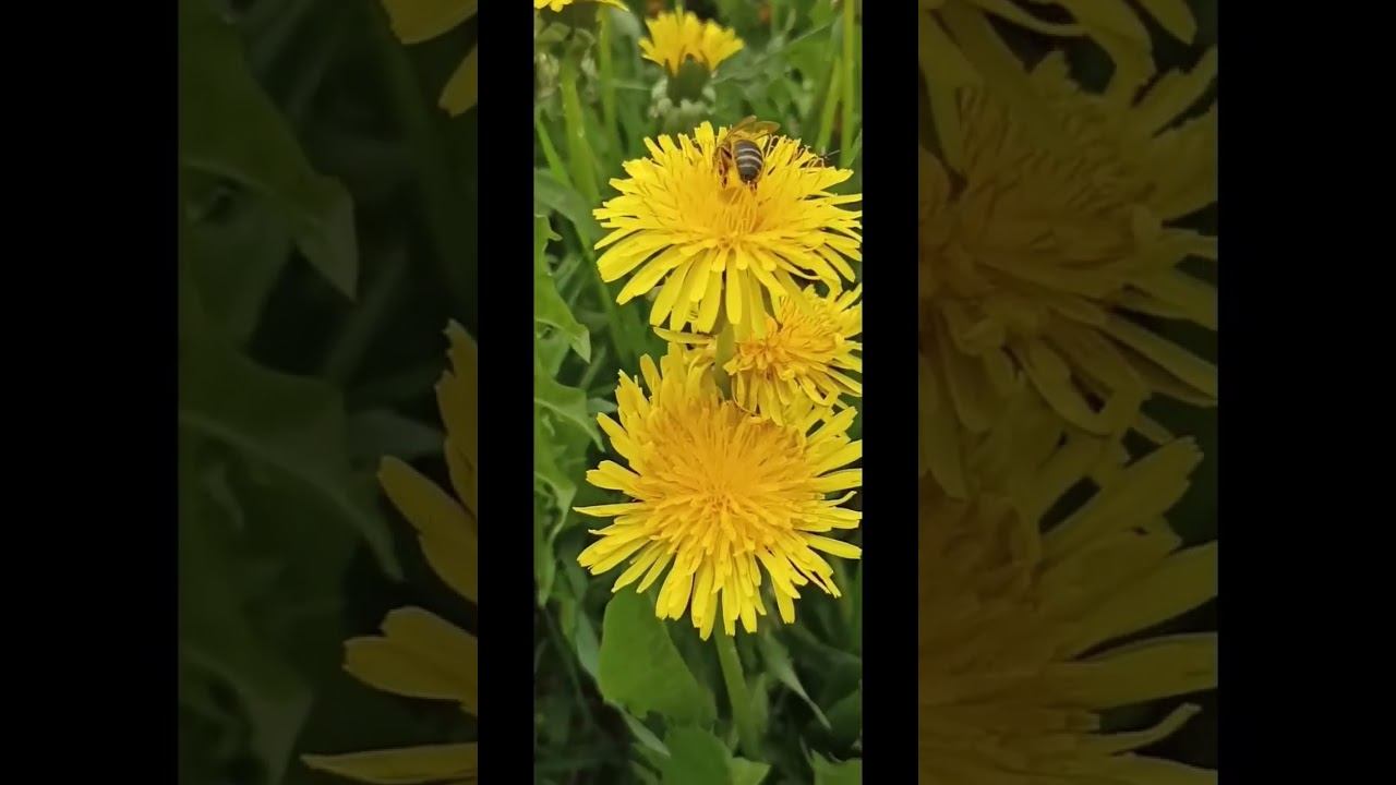 #1июня  #пчелка  #первыйденьлета