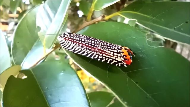 初夏,スダシイの大きな木に蠢く小さな虫たちⅡ其の23🐞🦋南九州市頴娃町🐞2022年6月28～29日Early summer, small insects wriggling on a large
