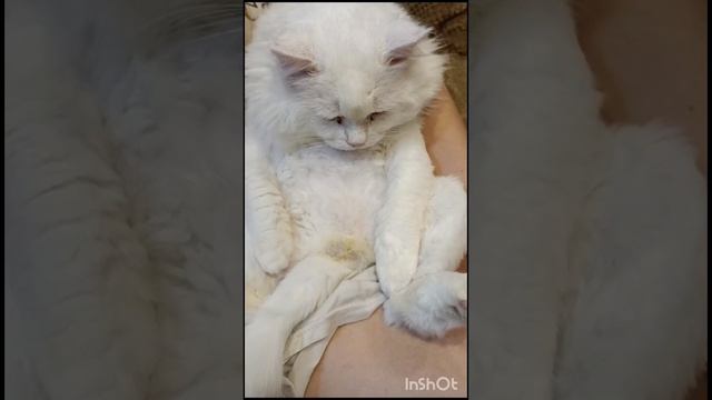 Сидим с котом,мы вдвоем😎