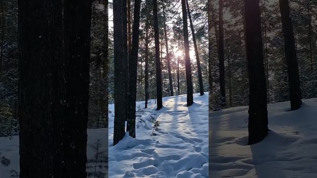 лес-место силы❤️