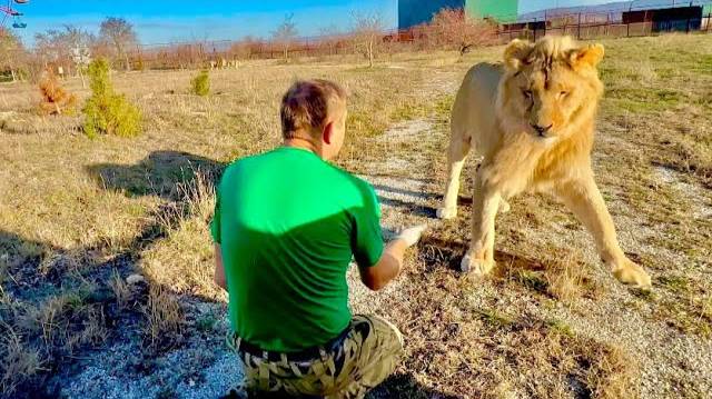 Олег Зубков и директор Минского зоопарка о СУДЬБЕ льва ШЕРХАНА и о том, будут ли его УСЫПЛЯТЬ?!