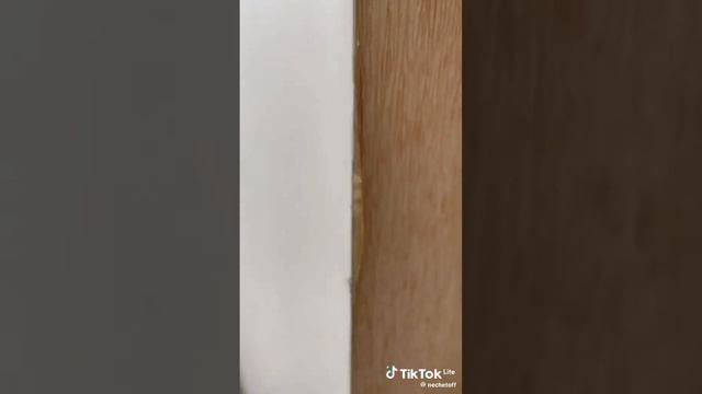 scene_output.mp4