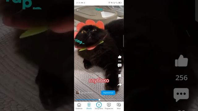 котики