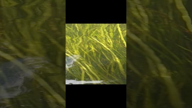 водоросли красивые