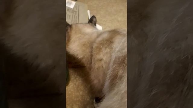 Шкрябы во имя добычи)