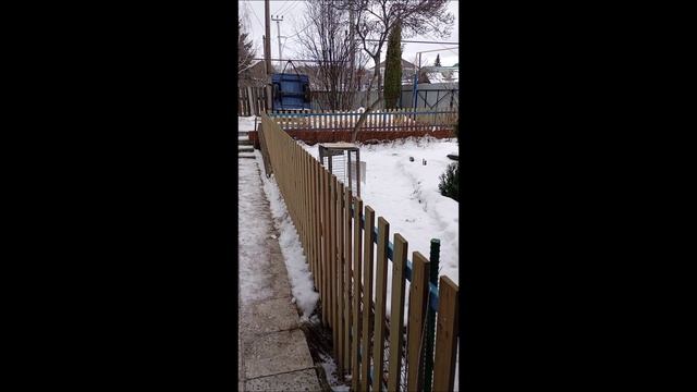 Пес. Овчарка. Собака. Том