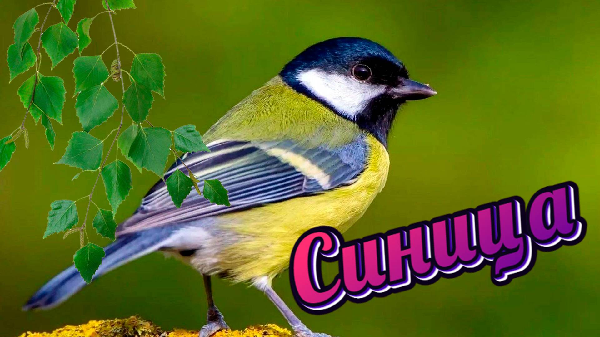 Синица