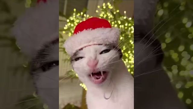 Новогодний смешной короткий ролик смешной кот