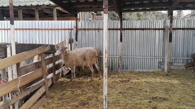 Приключение новорожденного катумского ягненка