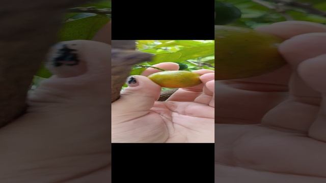 Дикие мандарины на участке