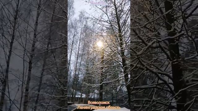 белым бело. зима в России. #зима#снег#красота#всеволожск