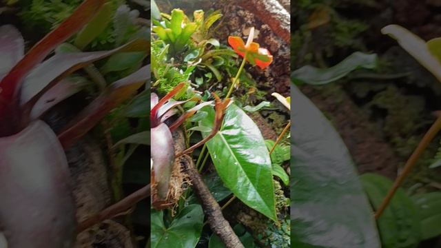 Неорегелии для террариумов