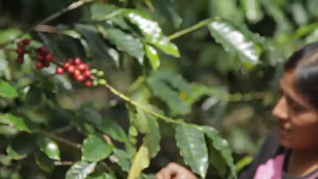 Santa Christina Coffee Episode 2