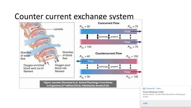 3.1.1. f) Gas exchange in fish