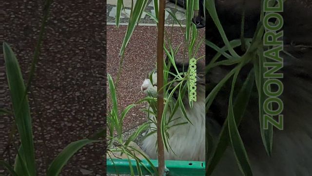 Хлорофитум кудрявый бонни