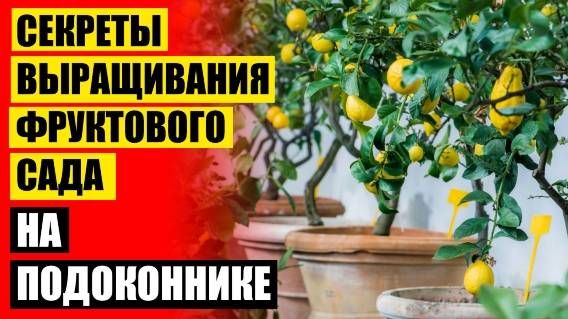 ☑ МАНДАРИН ИЗ КОСТОЧКИ В ДОМАШНИХ УСЛОВИЯХ 🔴