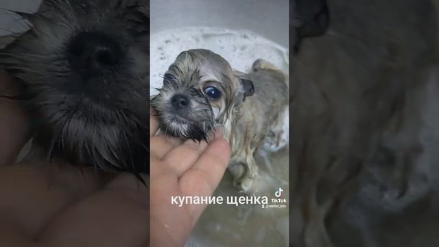 Купание щенка шпица
