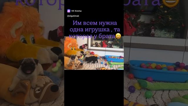 мопсята питомника Счастье это -Мишка, Пряник и Мультик