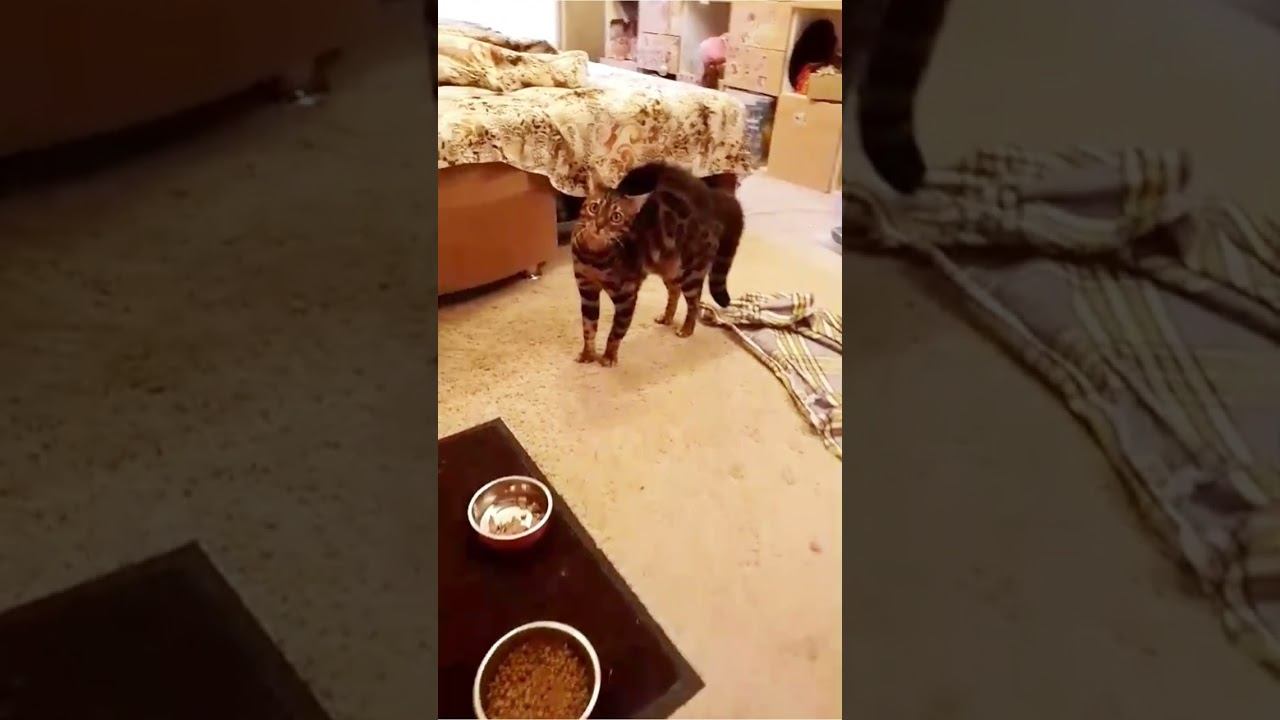 Кошка в шоке