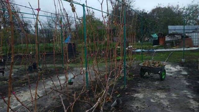 Виноград. Наводим порядок, после мороза