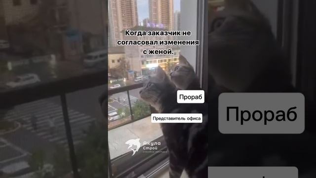 Заказчик не согласовал изменения с женой #юмор #прикол #мем #memes #кино #мультик #cat #мемы #топ