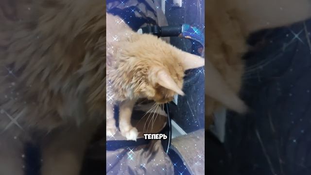 Положите котлету в котлетоприëмник  #мейкун #cat #мейнкун #котик #кот #юмор #мяу #кошки #коты