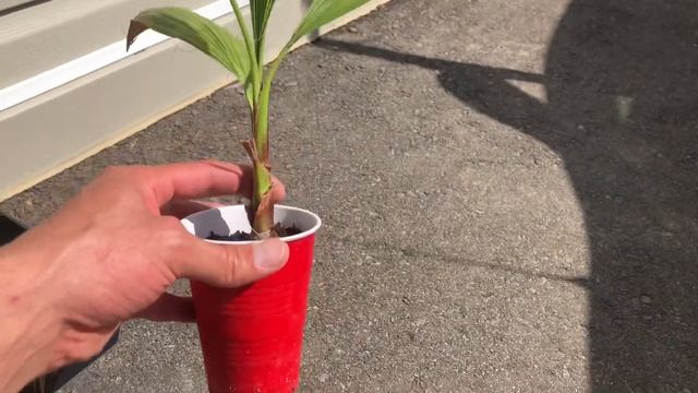 How to grow Washingtonia robusta part 19 (20months update)