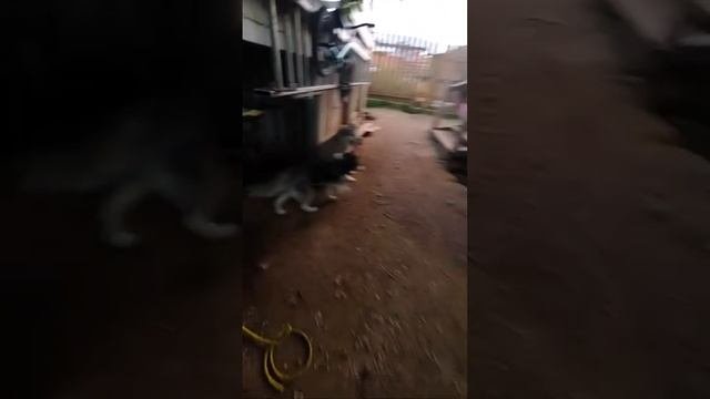 знакомьтесь 10 #хаски
