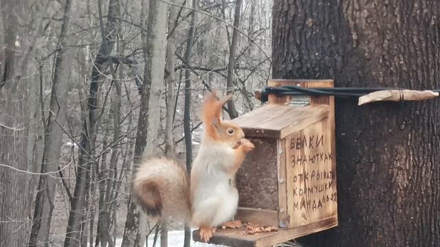 Белка и Кормушка. Зарисовка