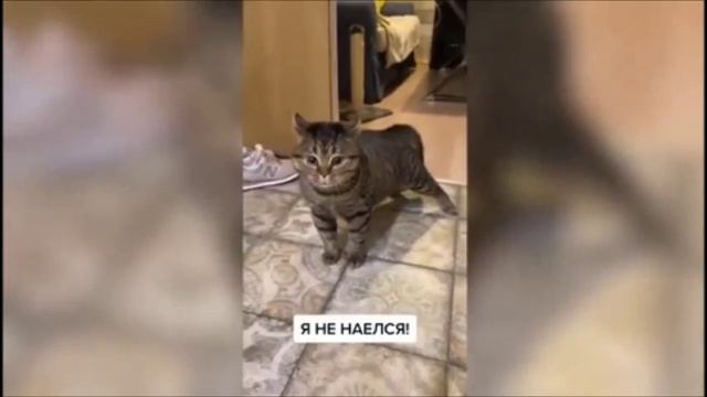 Говорящие кошки.
