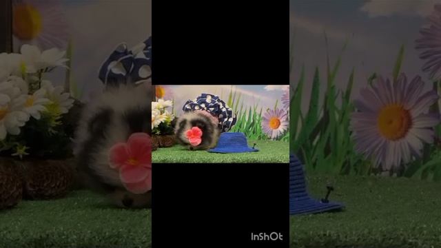 1000205831.mp4