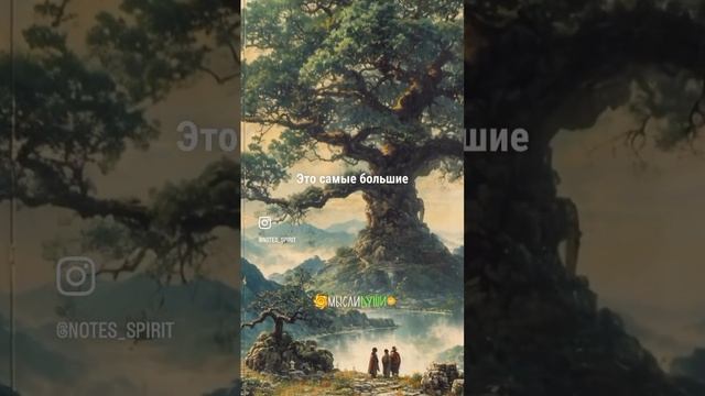 Деревья и Энергетика ☝️