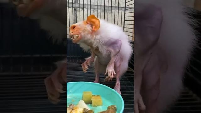 ты такая милая когда кушаешь🐷