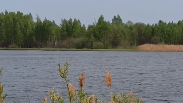 Озеро в близи д. Морозово 17 мая 2023г