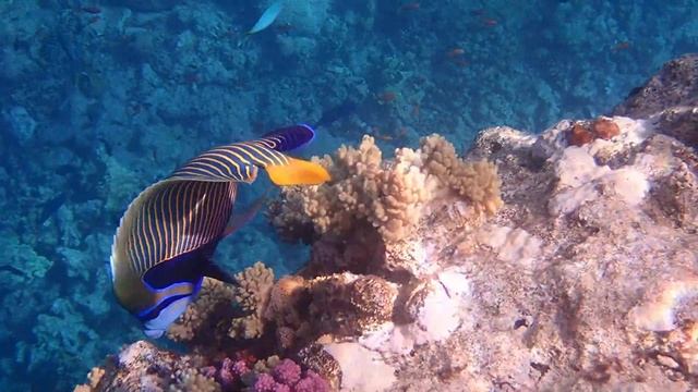 Императорская рыба-ангел Pomacanthus imperator