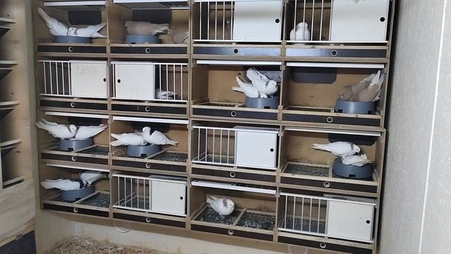 Паровка ижевских голубей 09.01.25